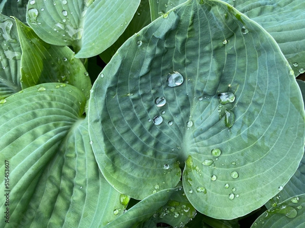 Fototapeta wet hosta leaf