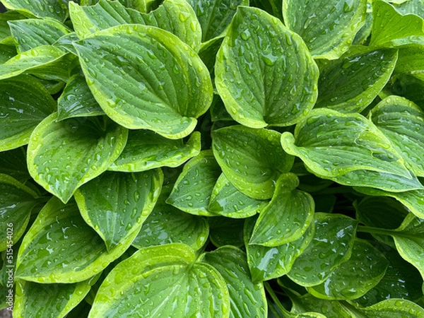 Obraz hosta leaf wet