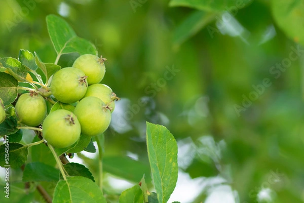 Fototapeta Closeup of green apples on a branch in an orchard.