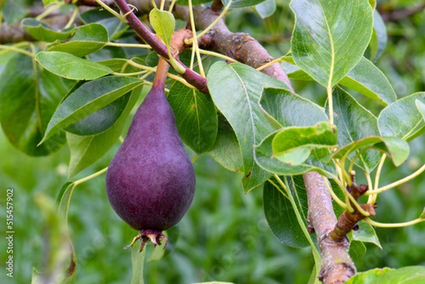 Fototapeta Purple Pear 03