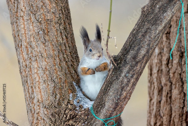 Obraz squirrel on a tree in the park