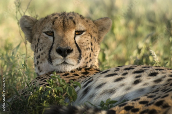 Obraz Wzgórze hehepardo