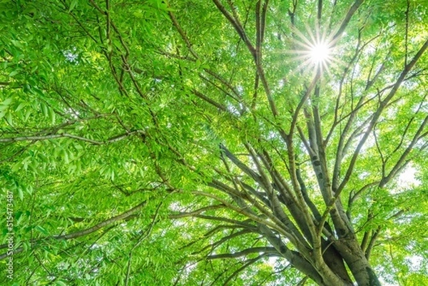 Obraz 新緑の大樹と木漏れ日