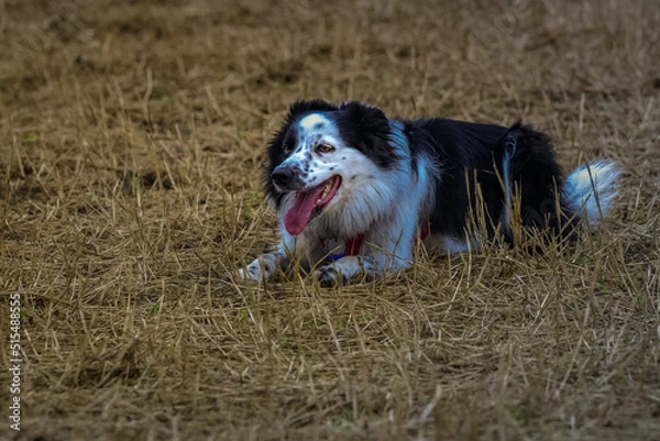 Fototapeta 2022-07-05 A BLACK AND WHITE BORDER COLLIE LYING IN BROWN GRASS WITH IT MOUTH OPEN AND TOUNGE OUT 