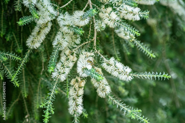 Obraz Melaleuca Lanceolata Flowers on Blurred Background