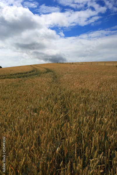 Fototapeta Summer scene of cereal crop field.