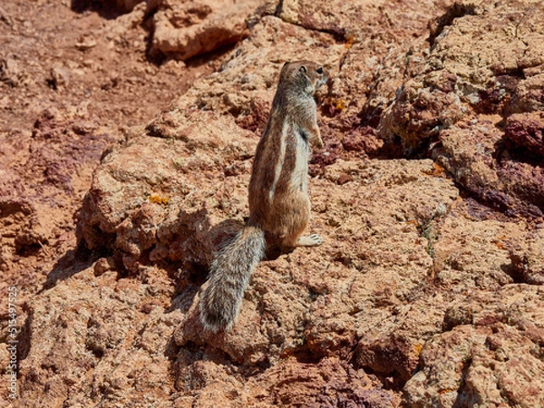 Fototapeta Ardilla Fuertventura