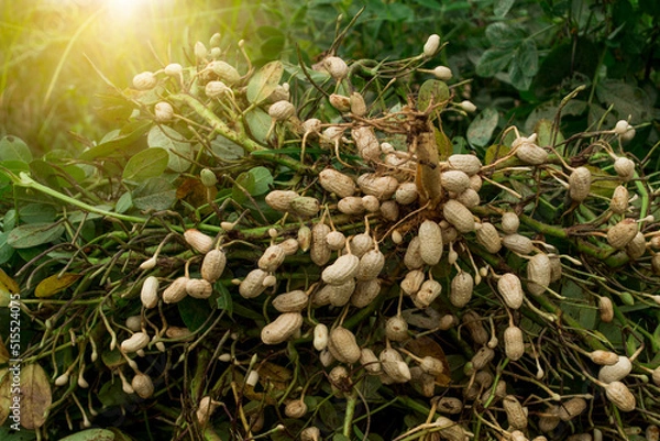 Obraz Fresh peanuts plants with roots plants harvest of peanut plants.