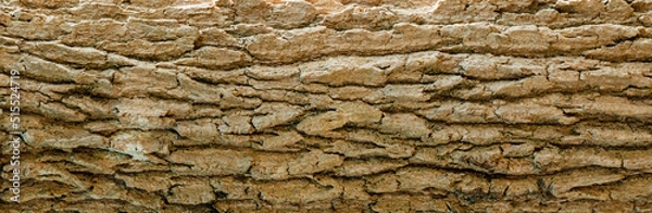 Fototapeta texture of the bark of a tree.