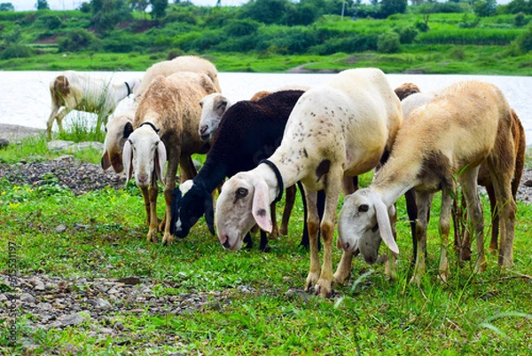 Fototapeta The beautiful sheep in the garden, A lot sheep on the beautiful green meadow.