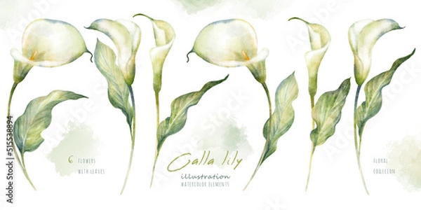 Fototapeta Watercolor hand drawn floral set with delicate illustration of blossom white calla lily flowers and leaf. Elegant romantic elements isolated on white background. Beautiful summer collection.