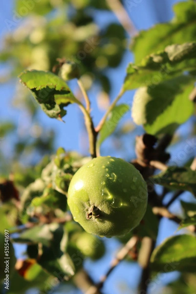 Fototapeta Close-up of small green apples growing on branch on tree covered by raindrops. Malus domestica tree after rain
