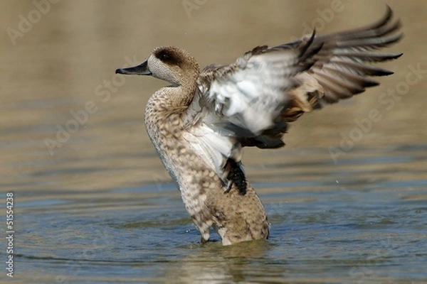 Fototapeta anatra marmorizzata