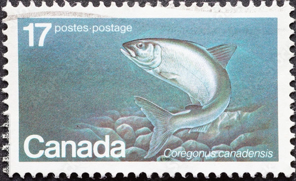 Fototapeta CANADA - CIRCA 1980: a postage stamp from CANADA, showing an Atlantic Whitefish (Coregonus canadensis). Circa 1980.