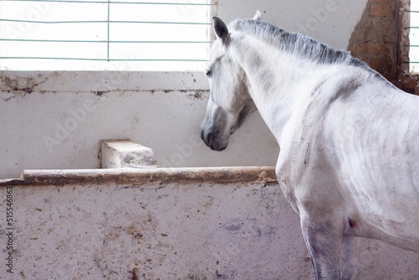 Obraz Horse Live In Stable