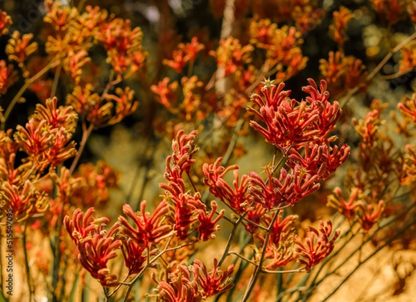 Fototapeta A field of Kangaroo Paw
