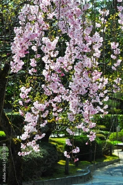 Fototapeta 兼六園の枝垂れ桜
