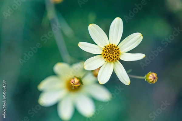 Obraz Perennial Coreopsis Moonbeam in bloom