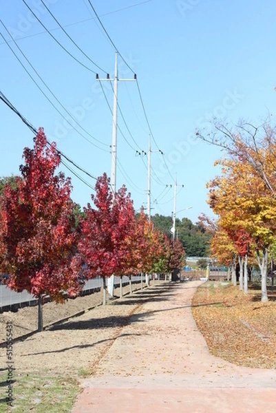 Obraz 가을빛 물든 나무들과 그 사이의 산책길