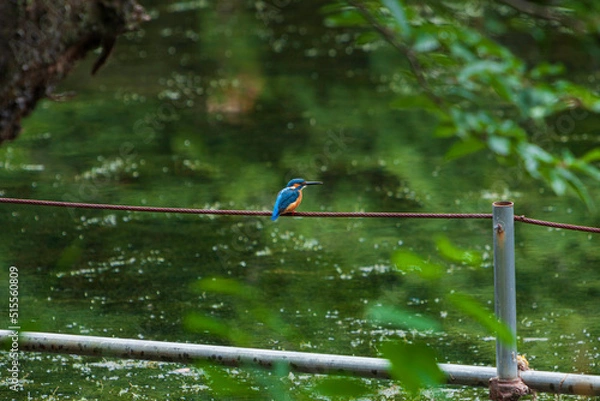 Obraz 公園のカワセミ、東京
