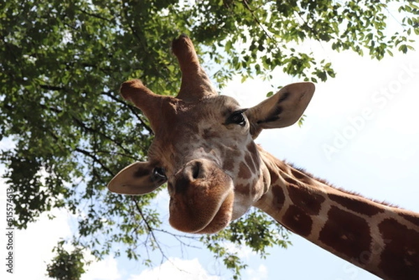 Obraz 餌がほしくてこちらを見下ろしているキリン