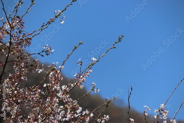 Obraz 蕾がたくさんついた咲き始めの桜の枝