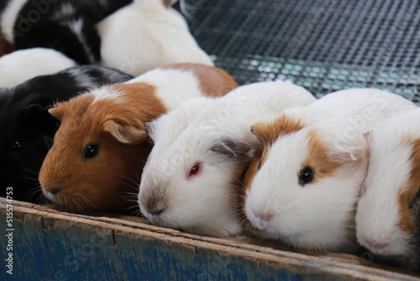 Obraz 身を寄せ合うモルモット