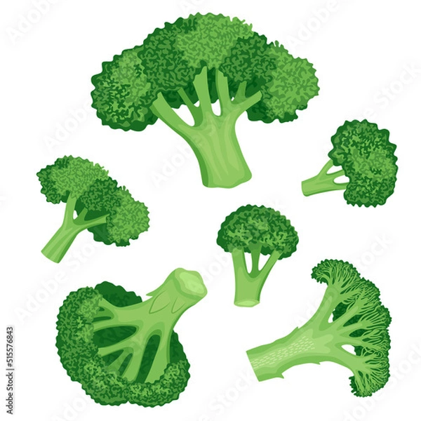 Fototapeta Set of ripe green broccoli with whole bunches and half broccoli. Vector illustration in flat style isolated on white background.
