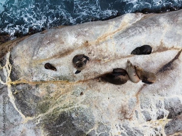 Obraz seals on the rock 