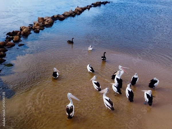 Fototapeta pelicans on the beach