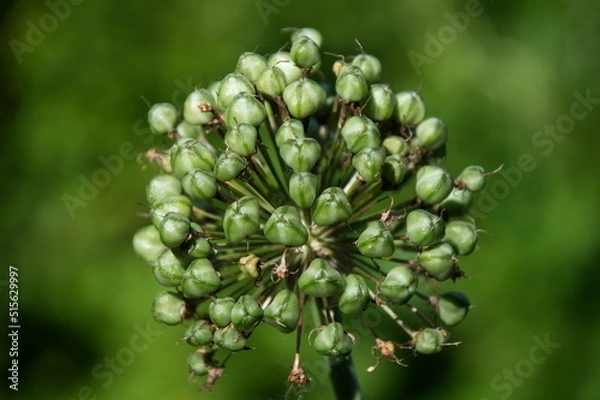 Obraz seeds after flowering