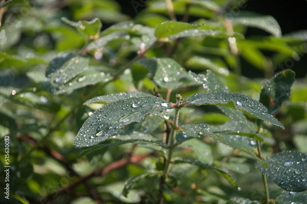 Obraz honeysuckle leaves after rain