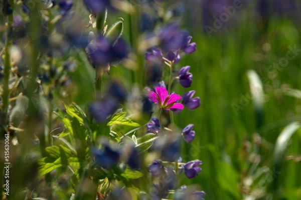 Obraz pink flower in the garden