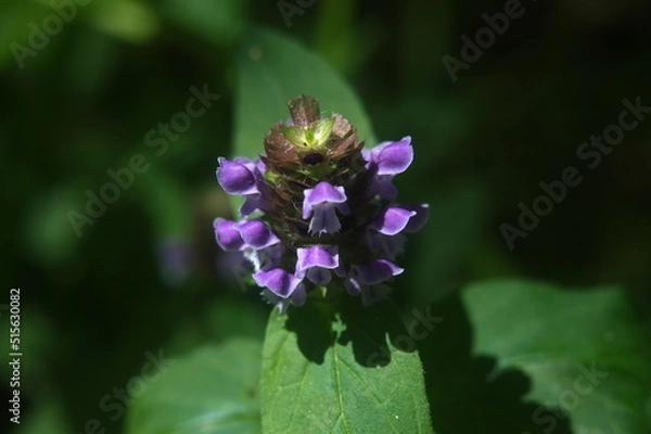 Obraz the flower in the forest is purple