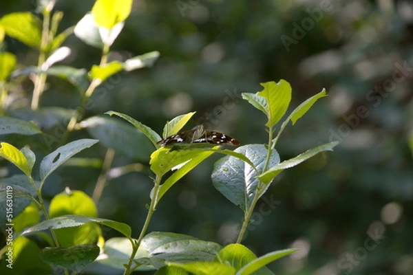 Obraz the butterfly sat down on a leaf