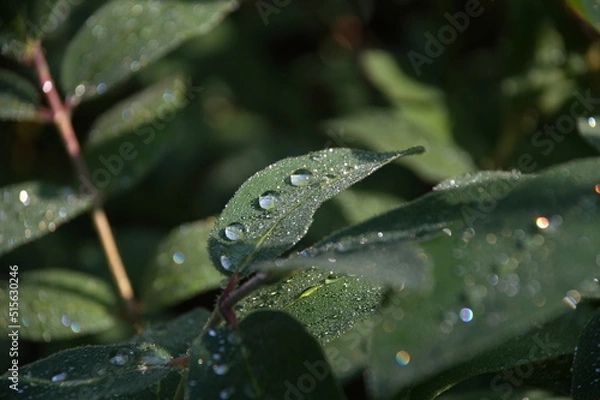 Obraz honeysuckle leaves after rain