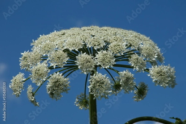 Obraz hogweed blooms white inflorescence