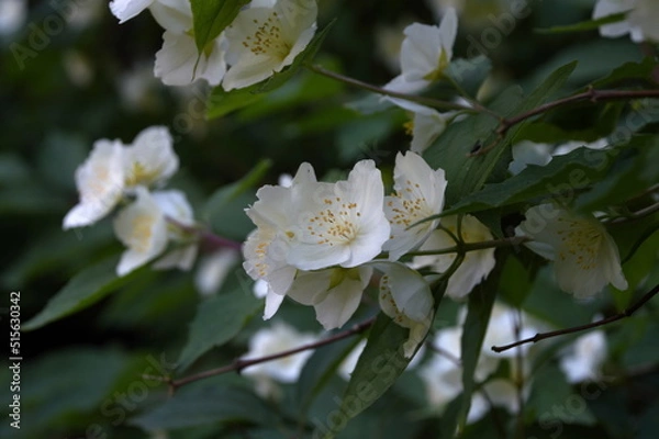 Obraz white jasmine flowers