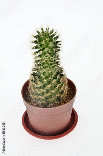 Obraz cactus desert tree on white background