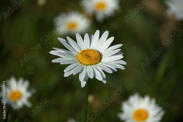 Obraz white chamomile