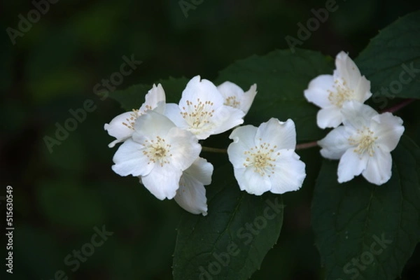 Obraz white jasmine flowers