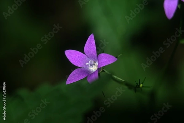 Obraz purple flower on a green background