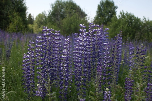 Obraz polyanka purple white lupines