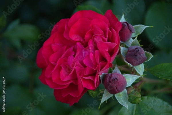 Obraz red rose in garden