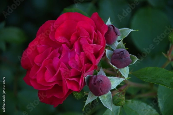 Obraz red rose in garden