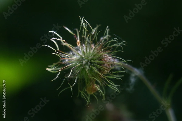 Obraz a blade of grass a thorn