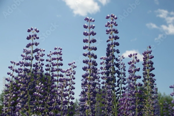 Obraz polyanka purple white lupines
