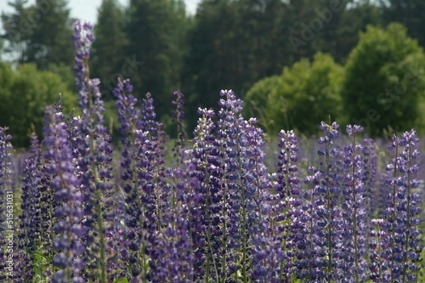 Obraz polyanka purple white lupines