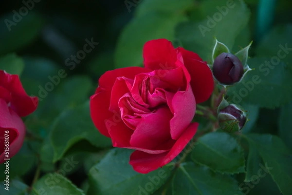 Obraz red rose in garden