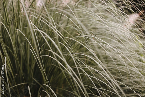 Obraz Grass in the wind